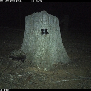 Tachyglossus aculeatus (Short-beaked Echidna) at Crowther, NSW - 25 Mar 2025 by Frecko