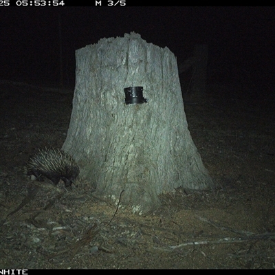 Tachyglossus aculeatus (Short-beaked Echidna) at Crowther, NSW - 25 Mar 2025 by Frecko