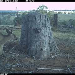 Macropus giganteus (Eastern Grey Kangaroo) at Crowther, NSW - 12 Mar 2025 by Frecko