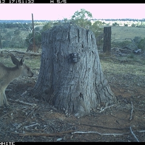 Macropus giganteus (Eastern Grey Kangaroo) at Crowther, NSW - 12 Mar 2025 by Frecko