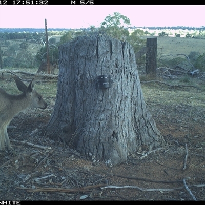 Macropus giganteus (Eastern Grey Kangaroo) at Crowther, NSW - 12 Mar 2025 by Frecko