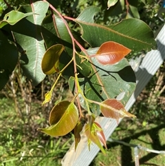 Eucalyptus robusta at Coolagolite, NSW - 21 Jun 2025 by timharmony