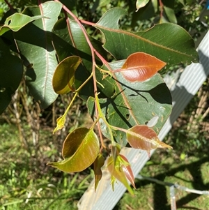 Eucalyptus robusta at Coolagolite, NSW - 21 Jun 2025 by timharmony