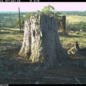 Macropus giganteus (Eastern Grey Kangaroo) at Crowther, NSW - 14 Mar 2025 by Frecko