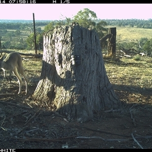 Macropus giganteus (Eastern Grey Kangaroo) at Crowther, NSW - 14 Mar 2025 by Frecko