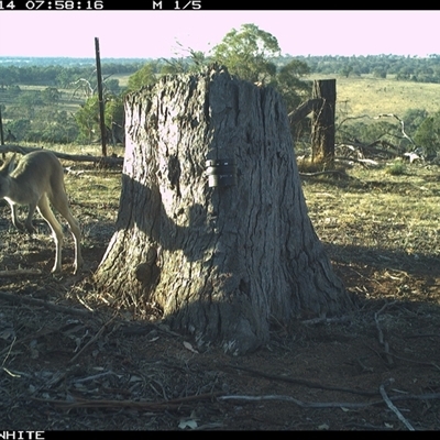 Macropus giganteus (Eastern Grey Kangaroo) at Crowther, NSW - 14 Mar 2025 by Frecko