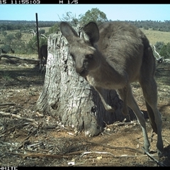Macropus giganteus (Eastern Grey Kangaroo) at Crowther, NSW - 15 Mar 2025 by Frecko