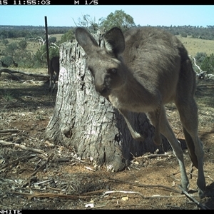Macropus giganteus (Eastern Grey Kangaroo) at Crowther, NSW - 15 Mar 2025 by Frecko