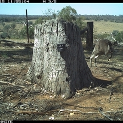 Macropus giganteus at Crowther, NSW - 15 Mar 2025 11:55 AM