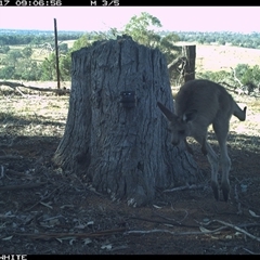Macropus giganteus (Eastern Grey Kangaroo) at Crowther, NSW - 17 Mar 2025 by Frecko