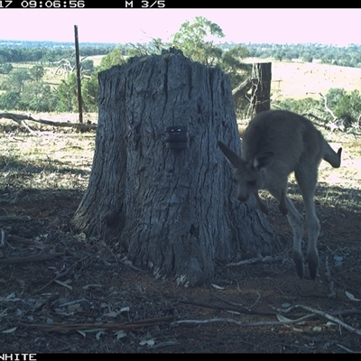 Macropus giganteus (Eastern Grey Kangaroo) at Crowther, NSW - 17 Mar 2025 by Frecko