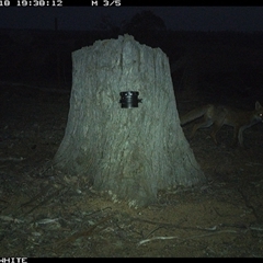 Vulpes vulpes (Red Fox) at Crowther, NSW - 18 Mar 2025 by Frecko