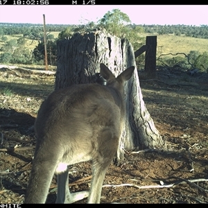 Macropus giganteus (Eastern Grey Kangaroo) at Crowther, NSW - 17 Mar 2025 by Frecko