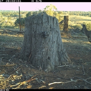 Macropus giganteus (Eastern Grey Kangaroo) at Crowther, NSW - 17 Mar 2025 by Frecko