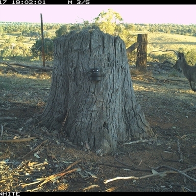 Macropus giganteus (Eastern Grey Kangaroo) at Crowther, NSW - 17 Mar 2025 by Frecko