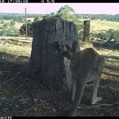 Macropus giganteus (Eastern Grey Kangaroo) at Crowther, NSW - 18 Mar 2025 by Frecko