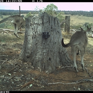 Macropus giganteus (Eastern Grey Kangaroo) at Crowther, NSW - 19 Mar 2025 by Frecko