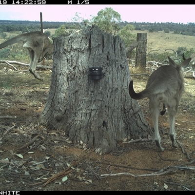 Macropus giganteus (Eastern Grey Kangaroo) at Crowther, NSW - 19 Mar 2025 by Frecko