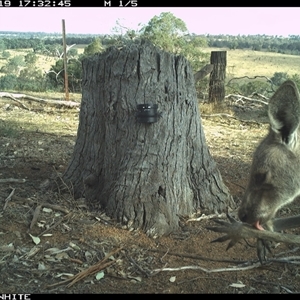 Macropus giganteus (Eastern Grey Kangaroo) at Crowther, NSW - 19 Mar 2025 by Frecko