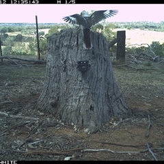 Dacelo novaeguineae (Laughing Kookaburra) at Crowther, NSW - 12 Mar 2025 by Frecko