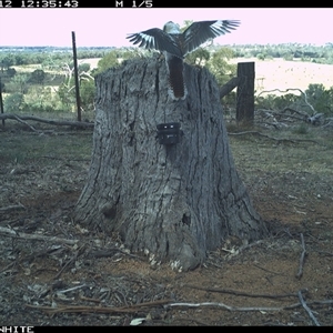 Dacelo novaeguineae (Laughing Kookaburra) at Crowther, NSW - 12 Mar 2025 by Frecko