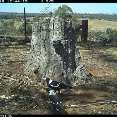 Gymnorhina tibicen (Australian Magpie) at Crowther, NSW - 19 Mar 2025 by Frecko