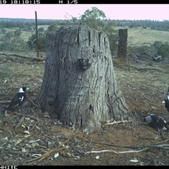 Gymnorhina tibicen (Australian Magpie) at Crowther, NSW - 19 Mar 2025 by Frecko