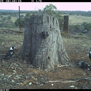 Gymnorhina tibicen (Australian Magpie) at Crowther, NSW - 19 Mar 2025 by Frecko