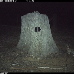 Oryctolagus cuniculus (European Rabbit) at Crowther, NSW - 13 Mar 2025 by Frecko