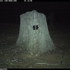 Oryctolagus cuniculus (European Rabbit) at Crowther, NSW - 13 Mar 2025 by Frecko