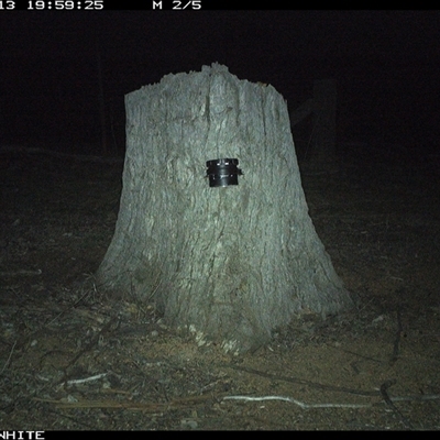 Oryctolagus cuniculus (European Rabbit) at Crowther, NSW - 13 Mar 2025 by Frecko