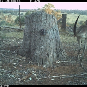 Macropus giganteus (Eastern Grey Kangaroo) at Crowther, NSW - 21 Mar 2025 by Frecko