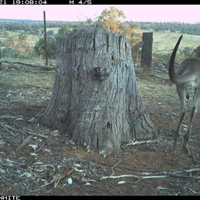 Macropus giganteus (Eastern Grey Kangaroo) at Crowther, NSW - 21 Mar 2025 by Frecko