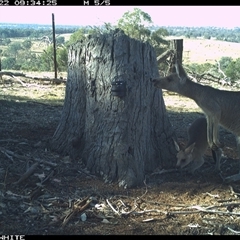 Macropus giganteus (Eastern Grey Kangaroo) at Crowther, NSW - 22 Mar 2025 by Frecko