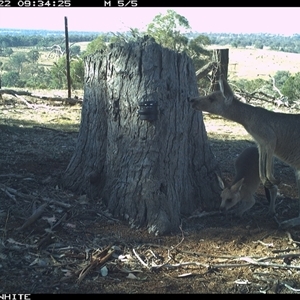 Macropus giganteus (Eastern Grey Kangaroo) at Crowther, NSW - 22 Mar 2025 by Frecko