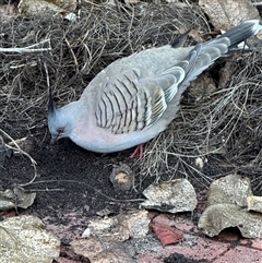 Ocyphaps lophotes (Crested Pigeon) at Adelaide, SA - 20 Jun 2025 by JanetRussell