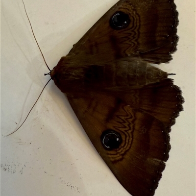 Dasypodia selenophora at Adelaide, SA - 11 Mar 2025 by JanetRussell