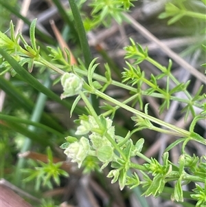 Unverified Other Wildflower or Herb at Braidwood, NSW - 25 Jan 2025 by JaneR