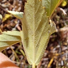 Unverified Plant at Narrabundah, ACT - 24 Jun 2025 by loispadgham