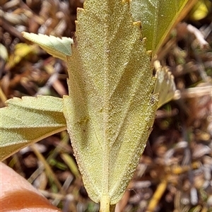 Unverified Plant at Narrabundah, ACT - Yesterday by loispadgham