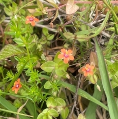 Lysimachia arvensis (Scarlet Pimpernel) at Braidwood, NSW - 25 Jan 2025 by JaneR