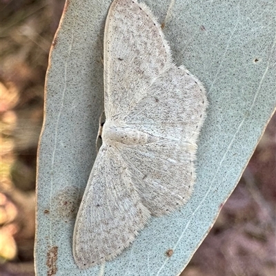 Scopula optivata (Varied Wave) at Ainslie, ACT - 2 Oct 2024 by Pirom