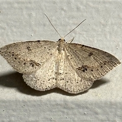 Taxeotis stereospila (Oval-spot Taxeotis (Oenochrominae) at Ainslie, ACT - 3 Nov 2024 by Pirom