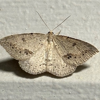 Taxeotis stereospila (Oval-spot Taxeotis (Oenochrominae) at Ainslie, ACT - 3 Nov 2024 by Pirom
