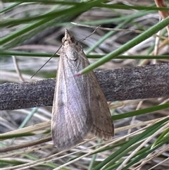 Achyra nigrirenalis (A Crambid moth (Pyraustinae) at Tharwa, ACT - 25 Mar 2025 by Pirom