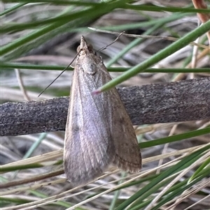 Achyra nigrirenalis at Tharwa, ACT - 25 Mar 2025 by Pirom