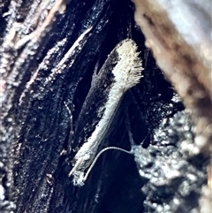 Erechthias diaphora (A Tineid moth (Erechthiinae) at Paddys River, ACT - 19 Jan 2024 by Pirom