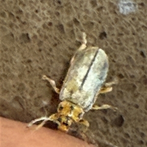 Unverified Beetle (Coleoptera) at Reid, ACT - 20 Mar 2025 by JanetRussell
