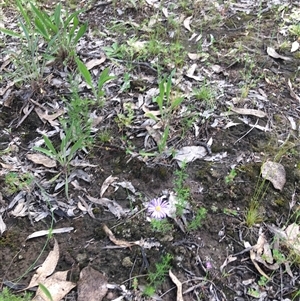 Unverified Plant at Yarralumla, ACT - 8 Oct 2021 by grakymhirth@tpg.com
