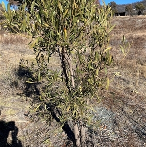 Acacia doratoxylon at Booth, ACT - 22 Jun 2025 by JohnGiacon